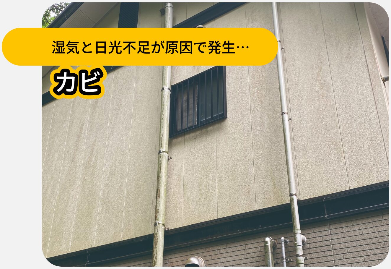 カビ：湿気と日光不足が原因で発生…